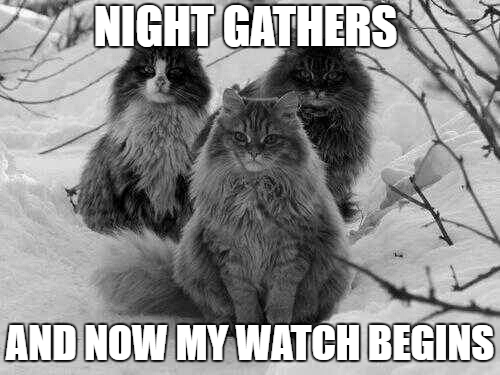 The cats of the nights watch